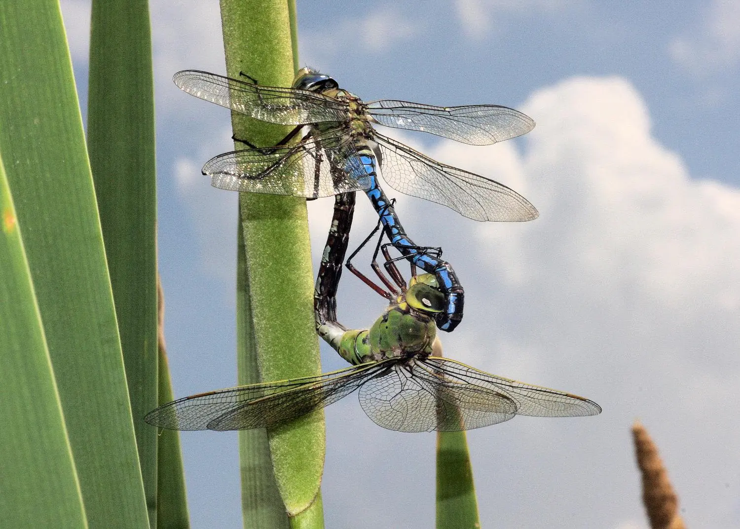 Anax imperator, Morfa Aber